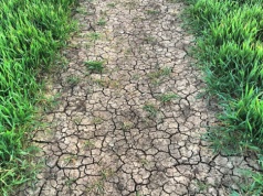 Monitoring suszy w Polsce do zmiany? MRiRW analizuje nowe rozwiązania