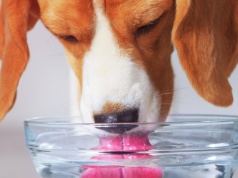 Zostawiasz tak psie miski? Lepiej zobacz, co może się w nich zagnieździć