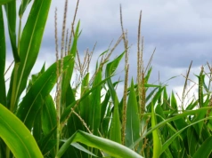 Kukurydza zamiast uszkodzonych ozimin? Areał zasiewów może przekroczyć 2 mln ha w 2026 roku