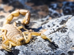 W przesyłce z Chin było zwierzę. Włoch był w szoku, gdy otworzył paczkę