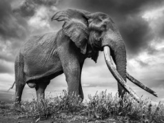 Craig – pomnik udanej ochrony słoni