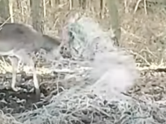 Dramat daniela w Daninowie. Tym kończy się zostawianie śmieci w lesie