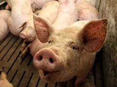 Ceny świń wzrosły nawet do 7,30 zł/kg. Ale eksperci ostrzegają