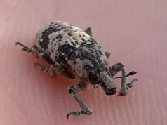 Szarek komośnik niszczy plantacje buraka, a rolnicy alarmują o rosnących stratach. Czym teraz pryskać?