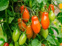 To najsmaczniejsza odmiana pomidorów. Trzeba je posadzić już w marcu