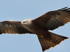 Kania czarna w Polsce. Jest ptakiem drapieżnym o wyjątkowych cechach