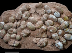 W Brazylii znaleziono największy zbiór jaj pradawnego krewnego krokodyli. Mają miliony lat