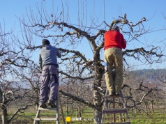 Wiosną koniecznie zrób to z drzewkami owocowymi. Odwdzięczą się ilością plonów