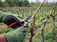Skróć łozy dokładnie w ten sposób. Winorośl ugnie się pod ciężarem gron
