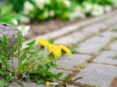 Jak wyczyścić kostkę brukową po zimie? Potrzebujesz dwóch składników