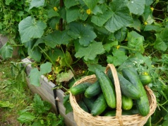 Ogórki słabo rosną? Dodaj do wody dwie przyprawy. Działają lepiej niż niejeden nawóz