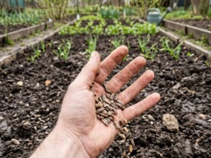 Nie wyrzucam. Rozsypuję na grządkach i pod krzewami. Działa na ziemię jak naturalny dopalacz