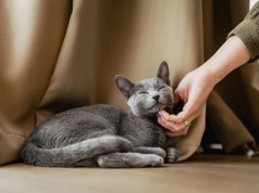 68 proc. Polaków ma wrażenie, że ich kot ich ignoruje. To efekt błędnej interpretacji kociej mowy ciała