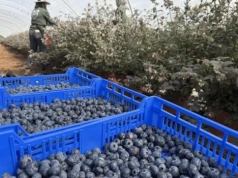 Deszczowy początek sezonu borówkowego 2026 w Huelvie. Jak utrzymać jakość w trudnych warunkach?