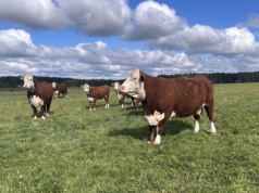 Nowe ogniska BTV w Polsce, a od 16 lipca 2026 choroba w nowej klasyfikacji