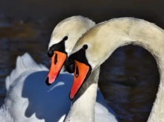 Czy wiesz że … w świecie zwierząt leśnych trwałe pary nie są regułą?