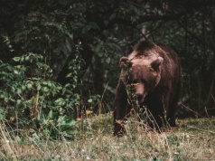 Już 13 przypadków zdarzeń z niedźwiedziami. I to w jednej gminie na Podkarpaciu