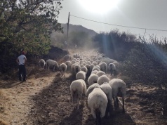 Kozy i owce strażacy na Gran Canarii. Nowy przetarg na wypas