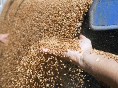 Czy Elewarr ożywi rynek skupu zbóż? Rolnicy potrzebują pilnego wsparcia