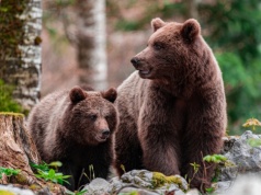 Niedźwiedzie wracają na tatrzańskie szlaki. Co powinni wiedzieć turyści?
