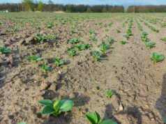 Jak skutecznie odchwaszczać gatunki strączkowe?