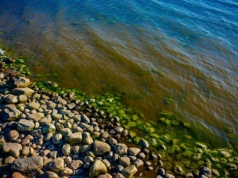 Glony morskie i trociny mogą być narzędziem walki ze skażeniem środowiska
