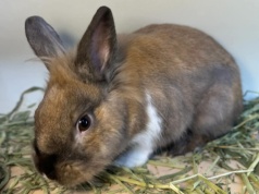 Kolejny królik czeka na nowy dom. Zostawiono go w oknie życia