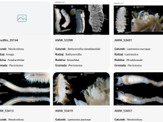 Odkryto 866 nowych gatunków morskich. Misja badawcza Ocean Census przynosi przełomowe wyniki