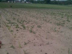 Monitoring suszy rolniczej przez cały rok – postuluje KRIR. Ministerstwo nie daje wątpliwości