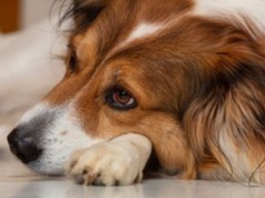 Tak płacze pies. Lekarka weterynarii tłumaczy, jak to poznać