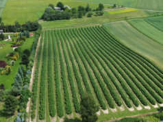 Dopłaty bezpośrednie - na jakie stawki mogą liczyć sadownicy?