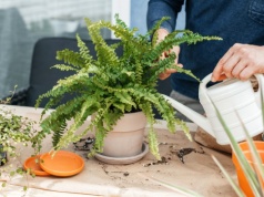 Paprotka marnieje po zimie? Podlej ją tym, a stanie na nogi