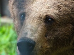 Zwierzęca miss lutego. Zwyciężyła niedźwiedzica Sabina