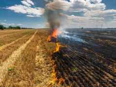Można stracić całkowicie dopłaty! Wypalanie traw może sporo kosztować
