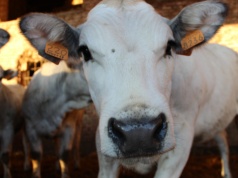 Ceny bydła lecą w dół. Przeceny sięgają 2 zł na kg