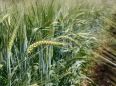 Optymalny siew jęczmienia jarego. Kiedy siać, by uzyskać najlepsze plony?