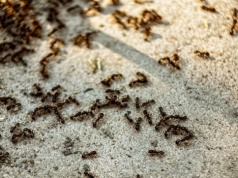 Mrówki rozgościły się na tarasie? Zrób to, a w mig się wyniosą