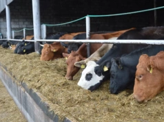 Ceny bydła spadły nawet o 3 zł. Sprawdzamy stawki za byki, jałówki i krowy