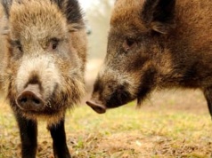 Rzeź przy ośrodku rehabilitacji dzikich zwierząt. Myśliwi strzelają do wypuszczanych dzików