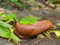 Wlej do kubka i postaw w ogrodzie. Rano znajdziesz w nim wszystkie pomrowy