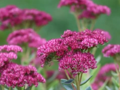 Masz puste miejsca na rabacie? Posadź to teraz, a szybko znikną „gołe placki”