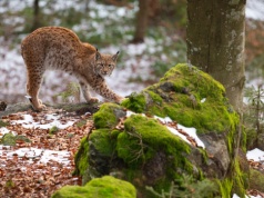 Ku (prze)życiu. O wyprawach godowych rysi