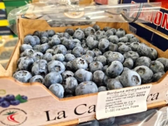 Polska sprowadza więcej borówek niż eksortuje