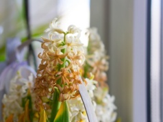 Hiacynty przekwitły? Zamiast wyrzucać do kosza, zrób to by znów cieszył oko