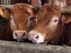 Ceny bydła wciąż w górze. Ekspert wskazuje dwa kluczowe powody