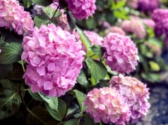 Pokrój i zakop to pod hortensją w marcu. Latem krzew dosłownie ugnie się od kwiatów