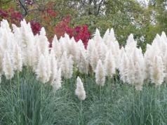 Trawa pampasowa bez tajemnic. Kiedy jest idealny czas na jej sadzenie?