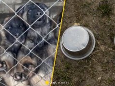 Nielegalne hodowle psów pod Kcynią. Żyły w skandalicznych warunkach