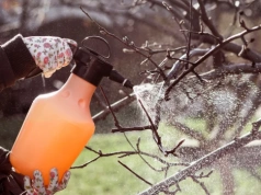Zrób ten oprysk w marcu. Ogrodnicy mówią: „ratuje ogród przed chorobami cały sezon”