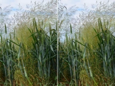 Flufenacet znika z rynku. Jak zwalczać miotłę zbożową?